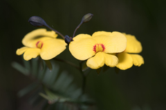 Gompholobium pinnatum