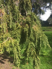 Cupressoideae