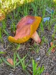 Baorangia