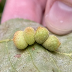 Caryomyia persicoides