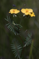 Gompholobium pinnatum