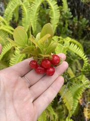 Vaccinium calycinum