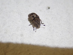 Anthribinae