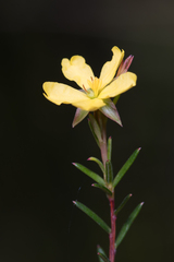 Hibbertia