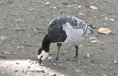 Branta leucopsis