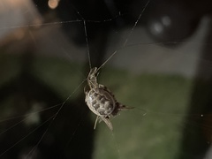 Larinioides cornutus