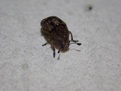 Anthribinae