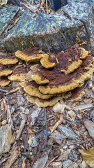 Fuscoporia gilva