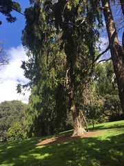 Cupressoideae