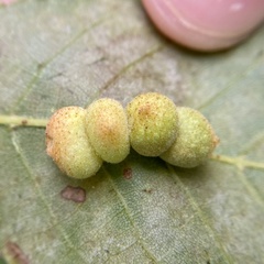 Caryomyia persicoides