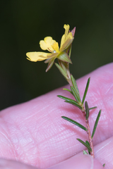 Hibbertia