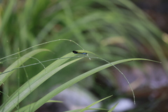 Heliocypha perforata