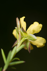Hibbertia