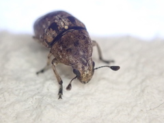 Anthribinae