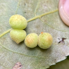 Caryomyia persicoides