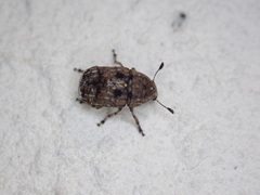 Anthribinae
