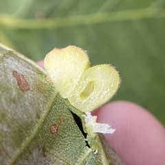 Caryomyia persicoides