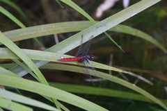 Orthetrum chrysis