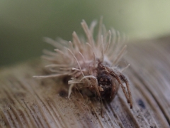 Gibellula