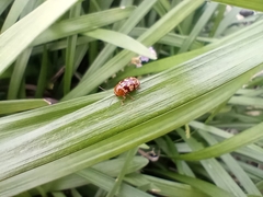 Cryptocephalus fulguratus