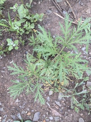 Artemisia sieversiana