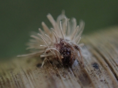 Gibellula