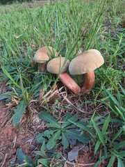 Neoboletus luridiformis