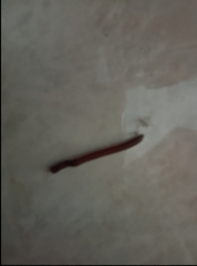 Trigoniulus corallinus