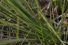 Sowerbaea juncea