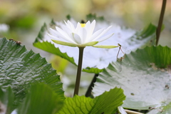 Ceriagrion auranticum