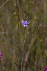 Sowerbaea juncea
