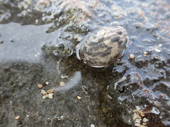 Nerita albicilla