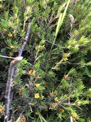 Pultenaea pedunculata