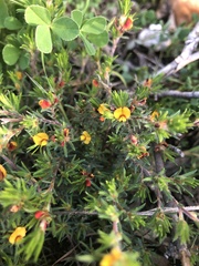 Pultenaea pedunculata