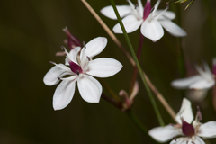 Burchardia umbellata