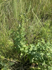 Hieracium virosum