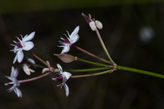 Burchardia umbellata