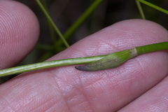Burchardia umbellata