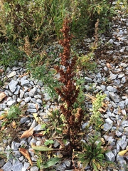 Rumex