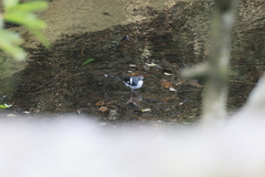 Enicurus schistaceus