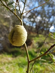 Archimantis latistyla