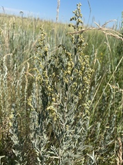 Artemisia dracunculus glauca