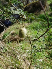 Archimantis latistyla