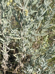 Artemisia dracunculus glauca