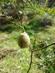 Archimantis latistyla