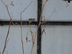 Pseudozizeeria maha okinawana