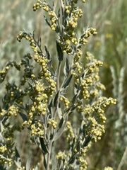Artemisia dracunculus glauca