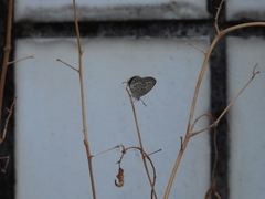 Pseudozizeeria maha okinawana