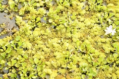 Salvinia molesta