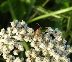 Stictopleurus abutilon